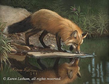 Water's Edge - Red Fox - Red Fox by Karen Latham