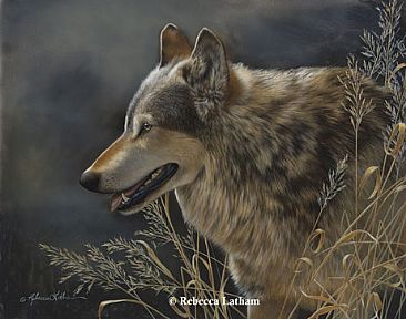 Gray Wolf Study - Wolf by Rebecca Latham