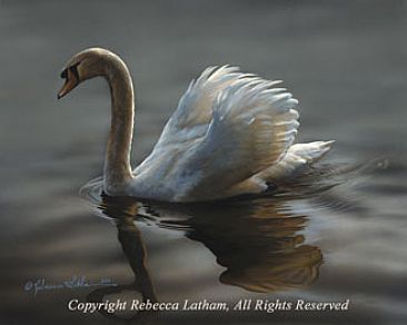 Reflection -Mute Swan - Mute Swan by Rebecca Latham