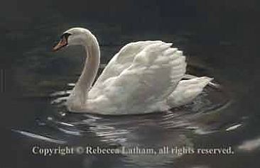 Evening Beauty - Mute Swan - Mute Swan by Rebecca Latham