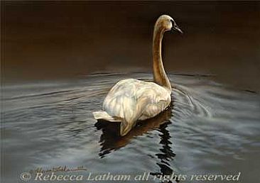 Sunlit - Trumpeter Swan - Trumpeter Swan by Rebecca Latham