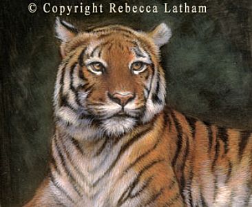 Tiger Portrait - Indochinese Tiger by Rebecca Latham