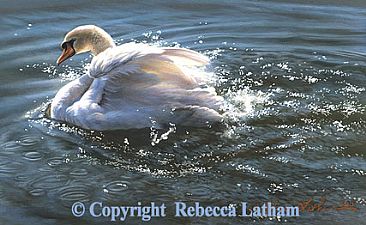 Waterdancer - Mute Swan - Mute Swan by Rebecca Latham