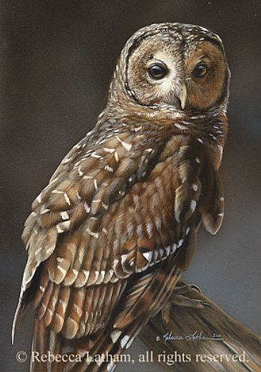 Barred Owl Portrait - Barred Owl by Rebecca Latham