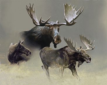 Algonquin Moose Study II - Bull and Cow Moose by Michael Dumas
