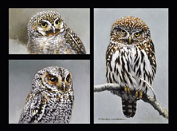 Trilogy - elf, northern pygmy, flamullated owls by Michael Dumas