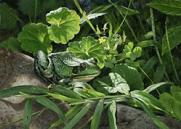 Green Frog with Oxalide - Green frog by Patricia Pepin