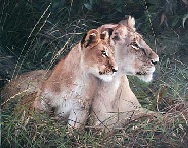 Mara baby - lion by Patricia Pepin