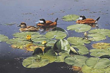 Lily Pond - Ruddy Ducks - Ruddy Duck by Patricia Pepin