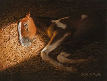 Snooze - Horse by Patricia Pepin