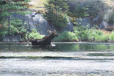 Algonquin Majesty - Moose by Patricia Pepin
