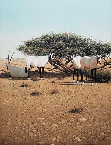 Arabian Oryx - Oryx by Patricia Pepin