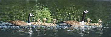 Canada Goose Family - Goose by Patricia Pepin