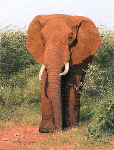 Elephant Trail - Elephant by Patricia Pepin