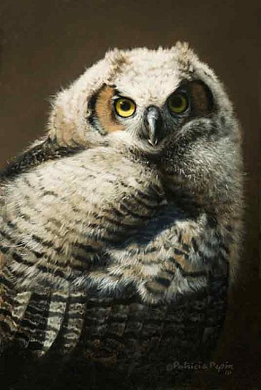 Fledgling Great Horned Owl - Great Horned Owl by Patricia Pepin