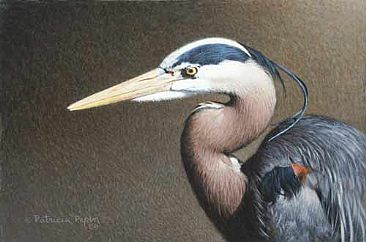 Heron Head - Great Blue Heron by Patricia Pepin
