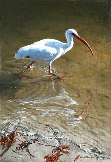 White Ibis - Ibis by Patricia Pepin