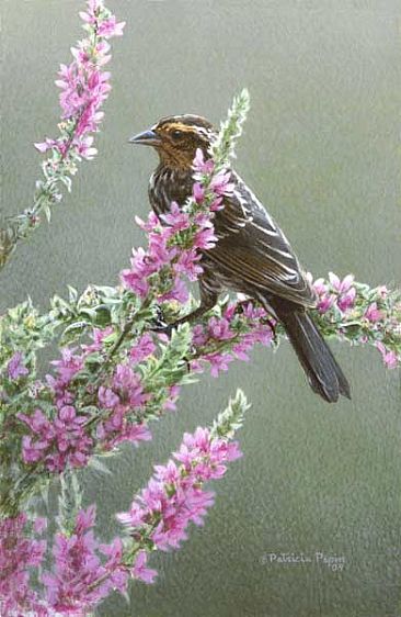 Lady redwing - Bird by Patricia Pepin