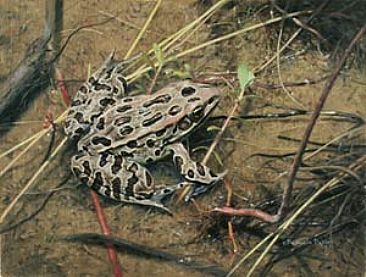 Leopard Frog II - Frog  by Patricia Pepin