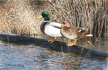 Mallard Couple - Mallard duck by Patricia Pepin