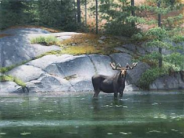 Moose at Mew lake - Moose by Patricia Pepin