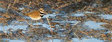 Plover in the mud - Plover by Patricia Pepin