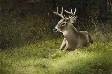 Resting Whitetail - Deer by Patricia Pepin