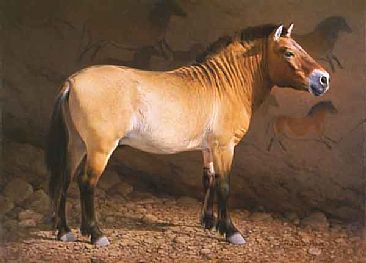Takhi - Prjevalsky horse by Patricia Pepin