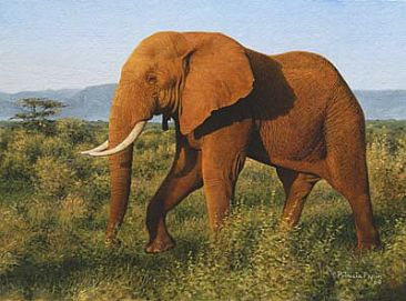 Walking elephant - Elephant by Patricia Pepin