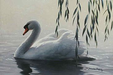 White Swan - Whuite swan by Patricia Pepin