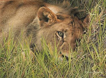 Young Pirate of the Mara - Lion by Patricia Pepin