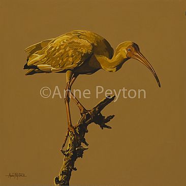 Gulf Coast Gold - White Ibis by Anne Peyton