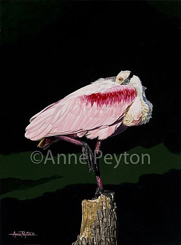 In Perfect Balance - Roseate Spoonbill by Anne Peyton