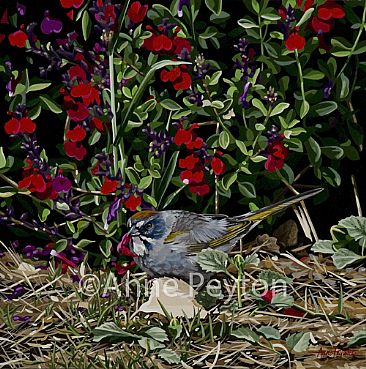 Picking Flowers - Green-tailed Towhee by Anne Peyton