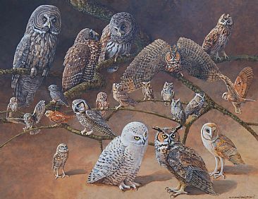 THE OWLS OF THE USA AND CANADA - The owls of the USA and Canada by Carel Brest van Kempen