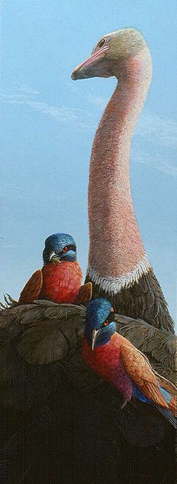 Passengers of Fortune - Ostrich and Carmine Bee-eaters by Carel Brest van Kempen