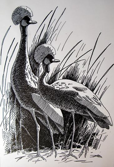African Crowned Cranes - African Crowned Cranes by Stephen Quinn