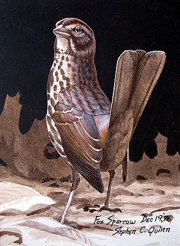 Fox Sparrow -  by Stephen Quinn