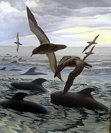 Sooty Shearwaters and Pilot Whales - Sooty Shearwaters and Pilot Whales by Stephen Quinn
