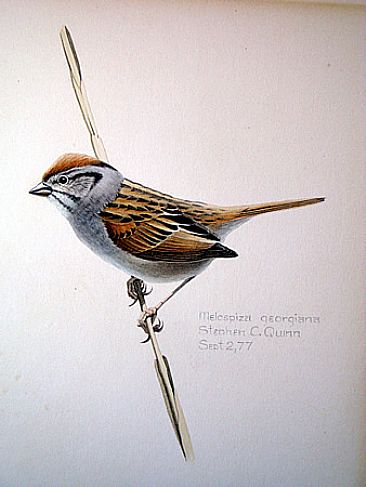 Swamp Sparrow -  by Stephen Quinn