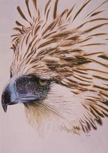 Predator's Eye - Philippine Eagle by Cindy Gage