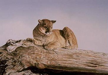 Cougar's Gaze - Cougar by Cindy Gage