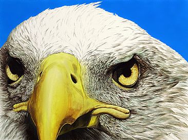 PERFECT VISION - BALD EAGLE by Cindy Gage
