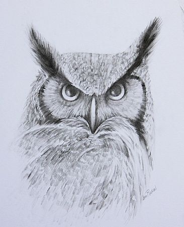 Great Horn Owl Study - Owl by Len Rusin