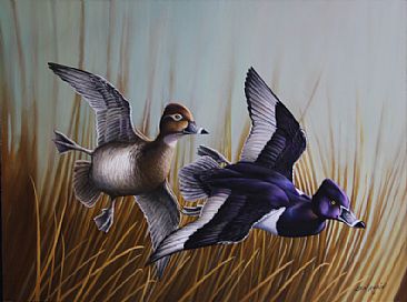Lake Erie Ring-Necks - Ring-Neck Duck by Len Rusin