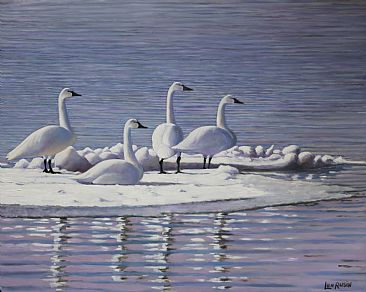 Winter Visitors - Trumpeter Swans by Len Rusin
