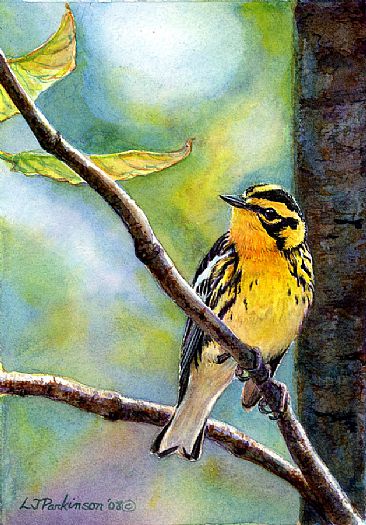 Blackburnian Warbler -  by Linda Parkinson