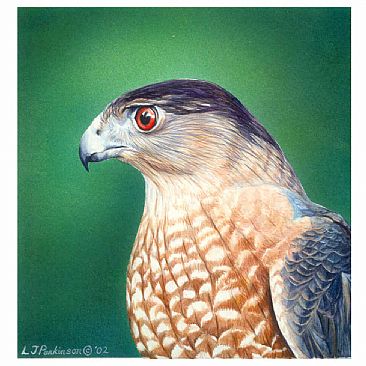 Coopers Hawk Portrait - Cooper's Hawk by Linda Parkinson