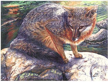 Grey Fox - Grey Fox by Linda Parkinson