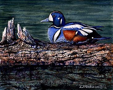 Tranquility - Harlequin Duck (male) by Linda Parkinson